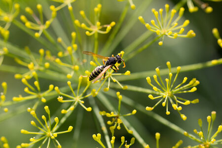 wasp on the colors in natureの写真素材