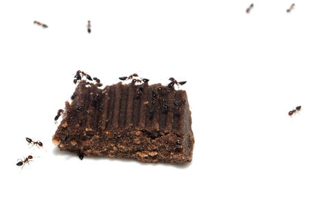 ants eat candy. macroの写真素材