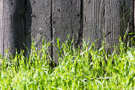 grass near the wallの写真素材