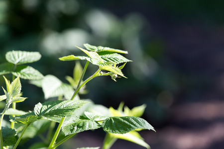 green leaves raspberry in natureの写真素材