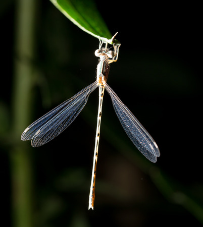 dragonfly night. macro