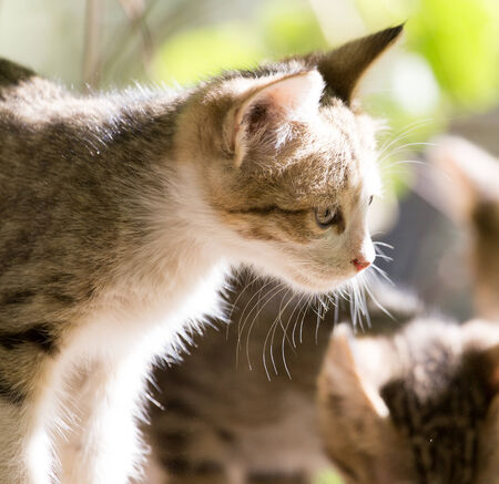 portrait of kittenの写真素材