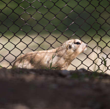 gopher at the zoo