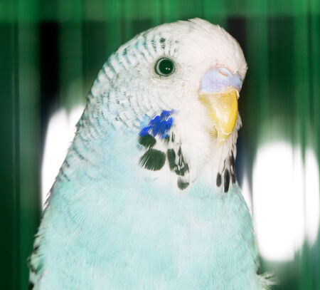 parrot