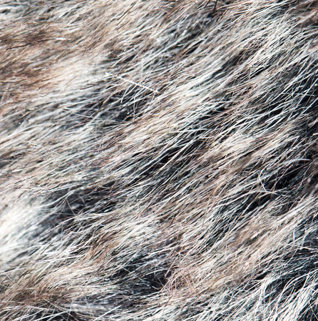 background of wool