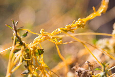 yellow grass-parasiteの写真素材