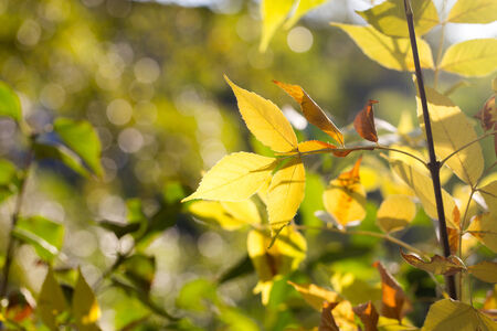 beautiful leaves on the tree in autumn