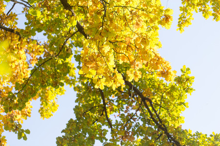 Beautiful oak leaves in autumn