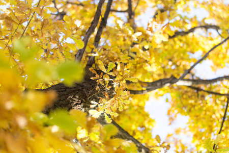 Beautiful oak leaves in autumnの写真素材
