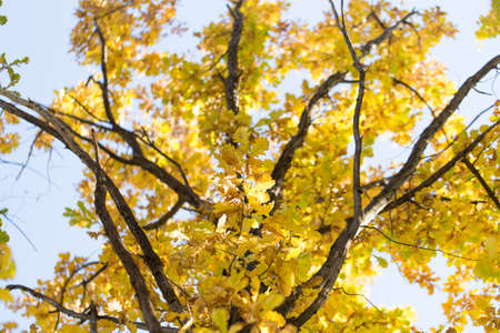 Beautiful oak leaves in autumn
