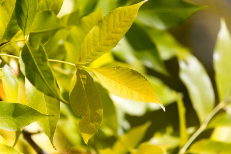 tree leaves in natureの写真素材