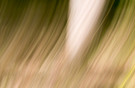 Nature in Motionの写真素材