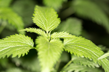 nettle leaves in nature