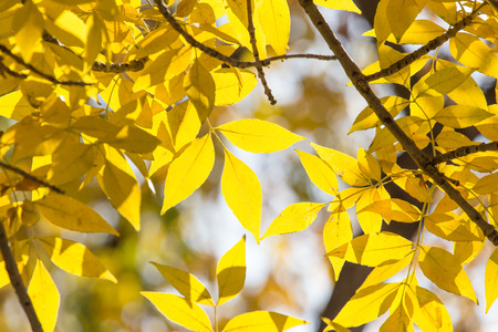 beautiful leaves on the tree in autumnの写真素材