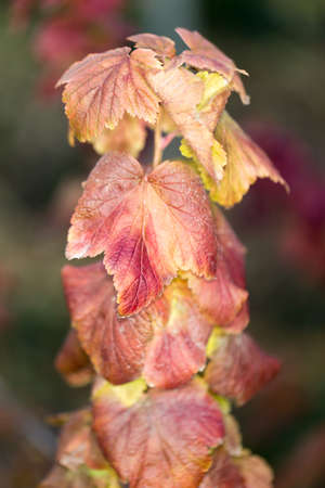 autumn leaves in natureの写真素材