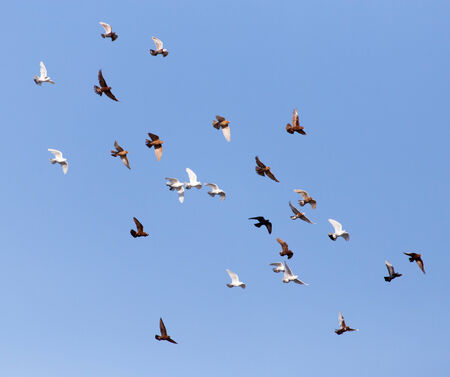 Dove in flight against blue skyの写真素材