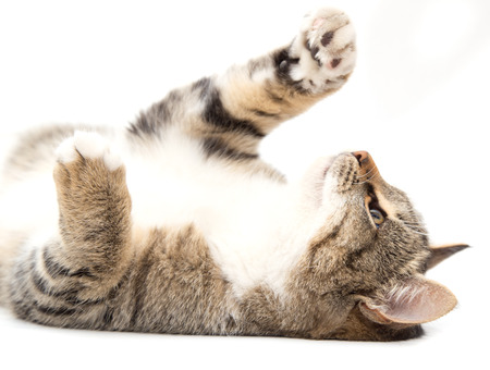 cat plays on a white backgroundの写真素材