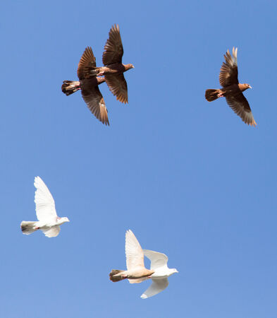 a flock of pigeons in the blue skyの写真素材