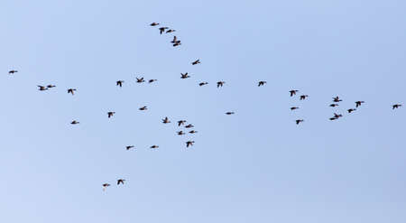 a flock of ducks on a blue sky