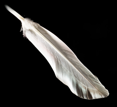 feather on a black backgroundの写真素材