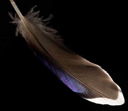 feather on a black backgroundの写真素材