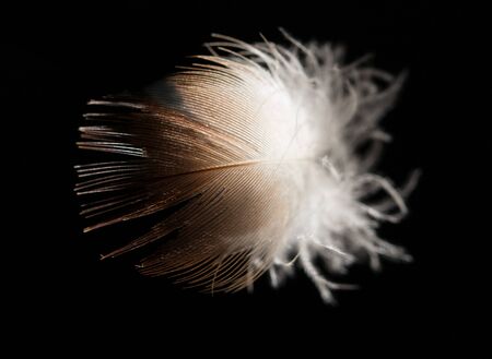 feather on a black backgroundの写真素材