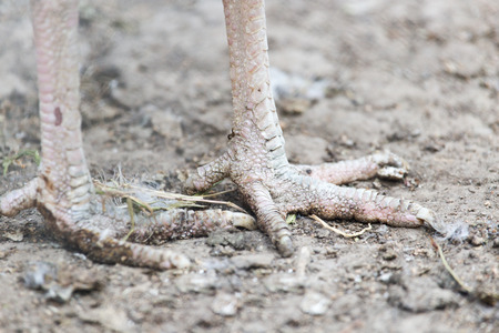 chicken pawの写真素材