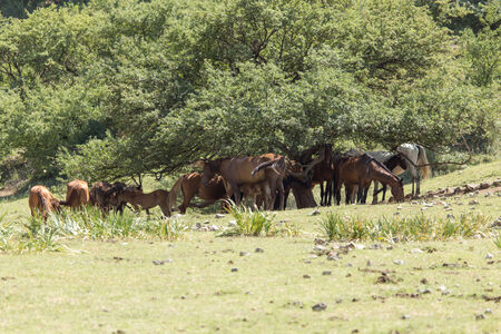 horses in the pasture on the natureの写真素材