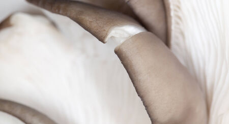 oyster mushrooms as a background. close-up