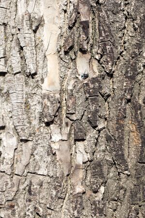 wood background