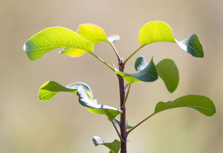 beautiful leaves on the nature
