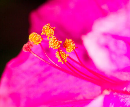 red flower pollen. close-upの写真素材
