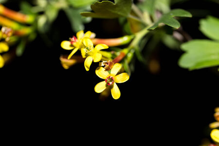 beautiful little yellow flowers in nature. macro