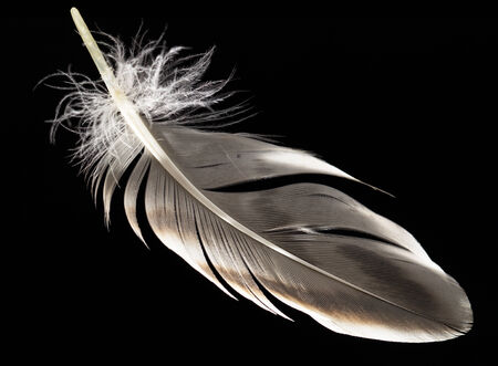 feather on a black backgroundの写真素材