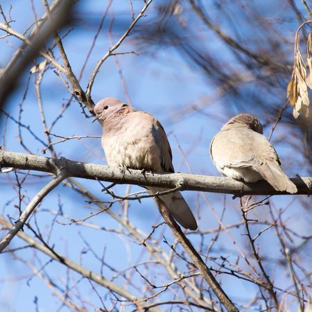dove in natureの写真素材
