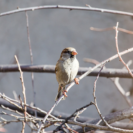 sparrow in natureの写真素材