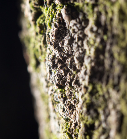 moss on nature. close-upの写真素材