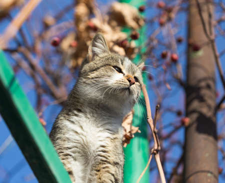 cat in natureの写真素材
