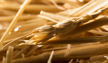 background of dry hayの写真素材