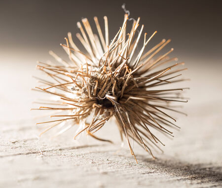 thorn dry flower. close-up