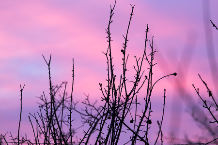 bare branches of a tree at sunset