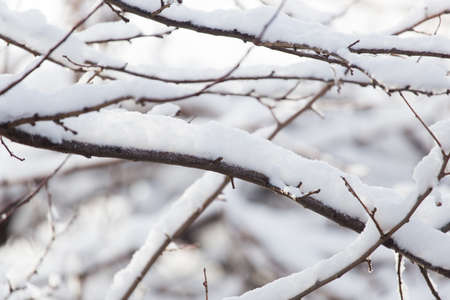 snow on tree branchesの写真素材