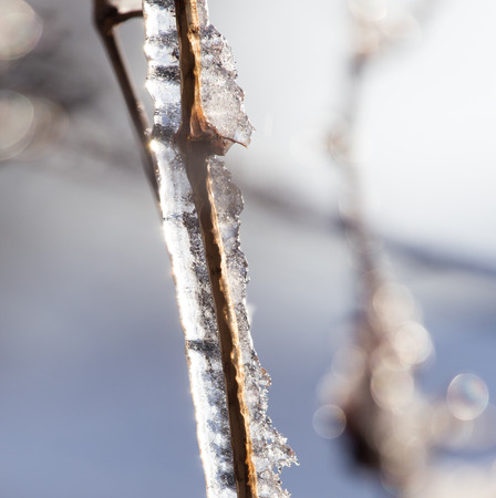 ice on the natureの写真素材