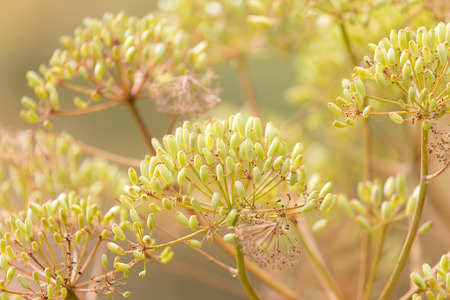 dried flowers fruit on the bushの写真素材