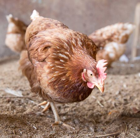chicken farm