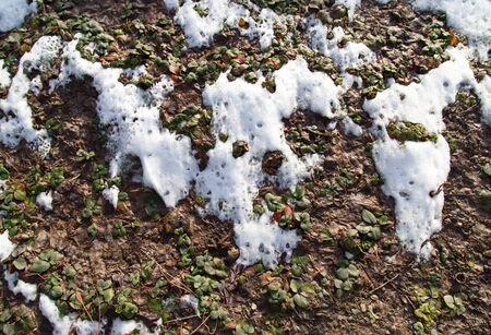 snow on the grassの写真素材