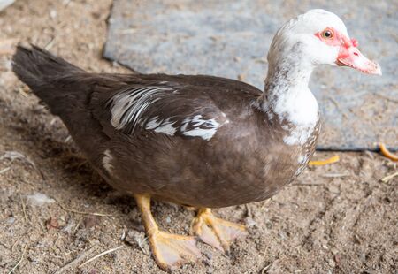 Goose on the farmの写真素材