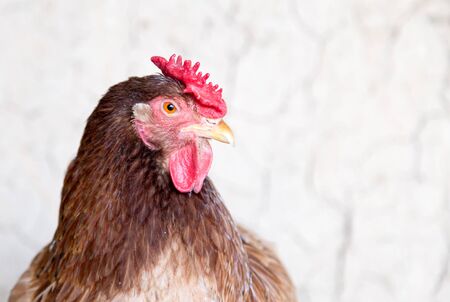 portrait of a chicken farmの写真素材