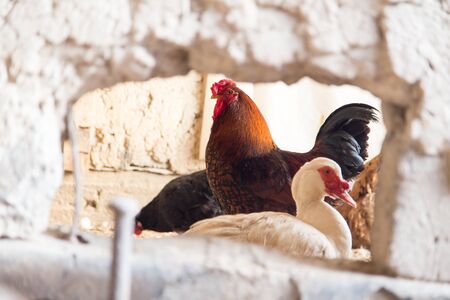 Rooster on the farmの写真素材