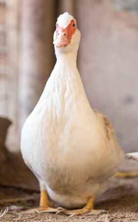 Goose on the farmの写真素材
